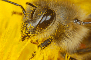Biene-mit-Blütenstaub-bedeckt